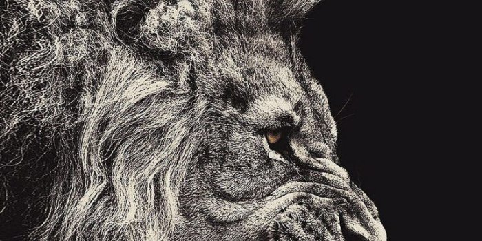 768x1365 Lion Wallpaper Iphone 7 | Animale