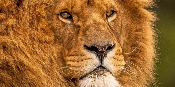 800x1280 800x1280 Adult Lion Nexus 7,Samsung Galaxy Tab 10,Note Android