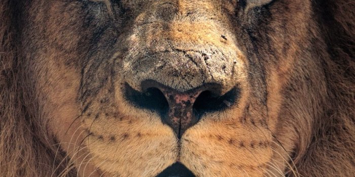 1440x2560 Download 1440x2560 wallpaper lion, beast, muzzle, predator, qhd
