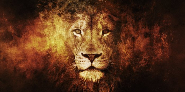 2560x1920 Samsung, Pet Images, Wallpaperx Phone,lion,.jpg - The Wallpaper