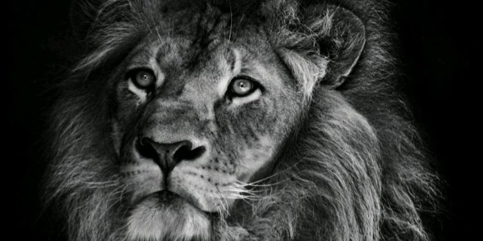 1024x910 Amoled Lion Wallpapers