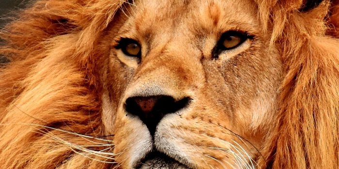 1440x2150 Download 1440x2960 wallpaper fur, muzzle, predator, lion, samsung