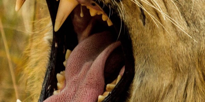 1440x2560 Download wallpaper 1440x2560 lion, grin, fangs, predator, muzzle
