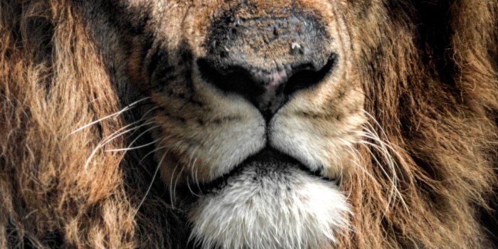 1440x2630 Download 1440x2630 wallpaper aged lion, beast. predator, wild cat