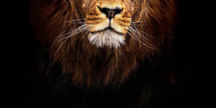 1080x1920 Roaring Lion Wallpaper posted by Ethan Johnson