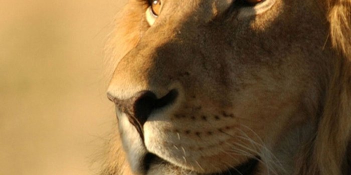1440x2560 Lion Animal Wallpapers - Iphone Lion Wallpaper Hd (#1755118) - HD