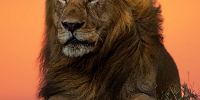 1440x2560 Wallpaper | A Lion At Sunset | Art Of Safari