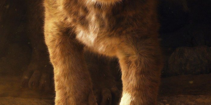 1440x2960 1440x2960 The Lion King 2019 Samsung Galaxy Note 9,8, S9,S8,S8+
