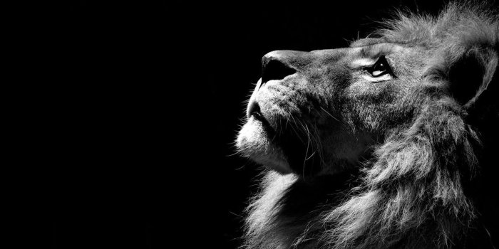 1680x1050 Lion, In, The, Shadows, HD, Wallpaper, Images, New, Desktop