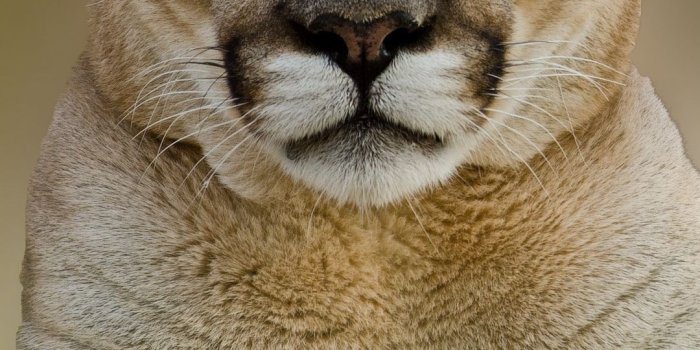 1080x1920 Download wallpaper 1080x1920 puma, cougar, mountain, lion samsung