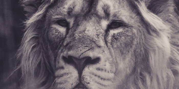 1440x2000 Download 1440x2960 wallpaper lion, calm, predator, muzzle, samsung