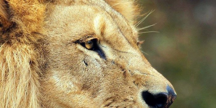 1040x1536 Wallpaper para iPhone 5/5S | Lion wallpaper, Animals, Lion pictures