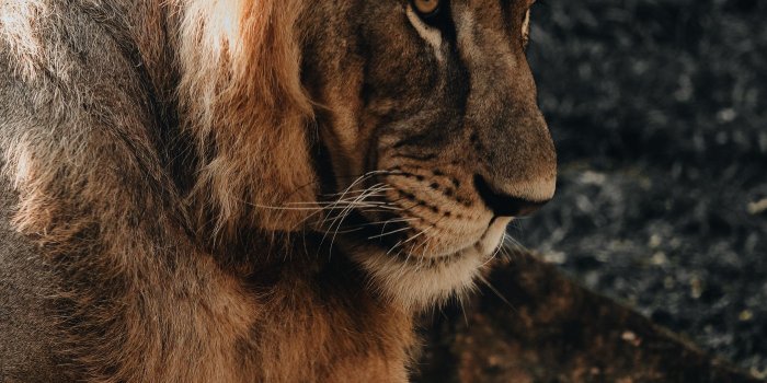 2160x3840 Download wallpaper 2160x3840 lion, lion cub, baby, embarrassed