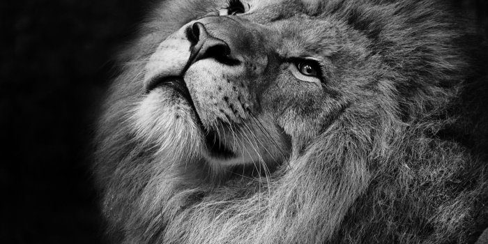 2560x1600 Lion HD wallpaper download