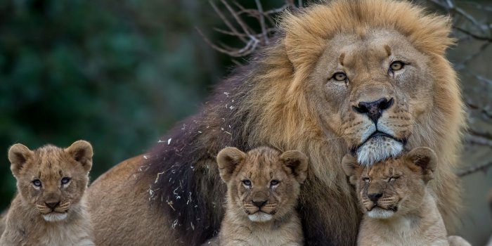 3840x2160 Lion wallpaper HD ·① Download free amazing HD wallpapers for