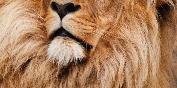 1440x2960 Download 1440x2960 wallpaper wildlife, predator, mighty lion