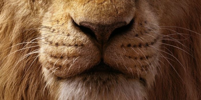 800x1280 800x1280 The Lion King 8k Nexus 7,Samsung Galaxy Tab 10,Note