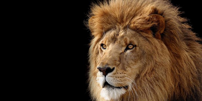 3641x2048 Lion Wallpaper Desktop (68+ images)