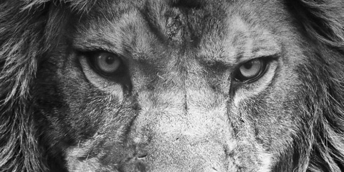 720x1280 Samsung Galaxy Note 3 Neo Wallpapers: Black White Lion Android