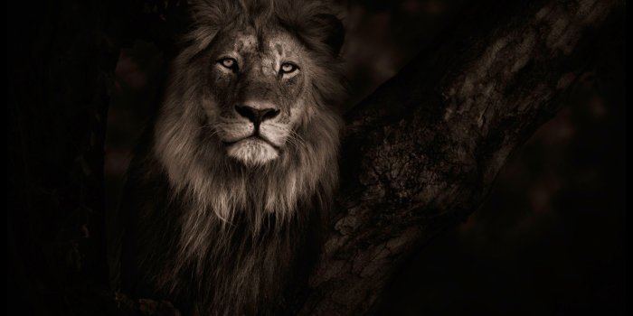 2560x1440 Lion Hd Wallpapers ›› Page 0 Desktop Background