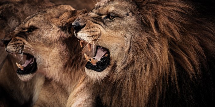 7069x4912 Cats, Lioness, Lion,canines, Cat, Profile, HD Wallpaper, Couple