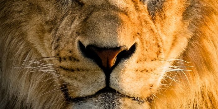 1080x1539 Lion Wallpapers: Free HD Download [500+ HQ] | Unsplash