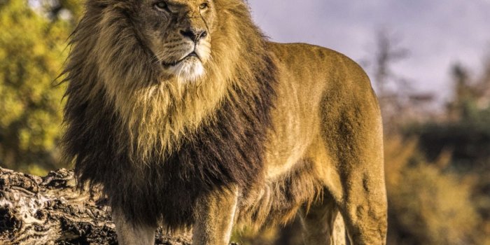1440x1280 Animal/Lion (1440x1280) Wallpaper ID: 679137