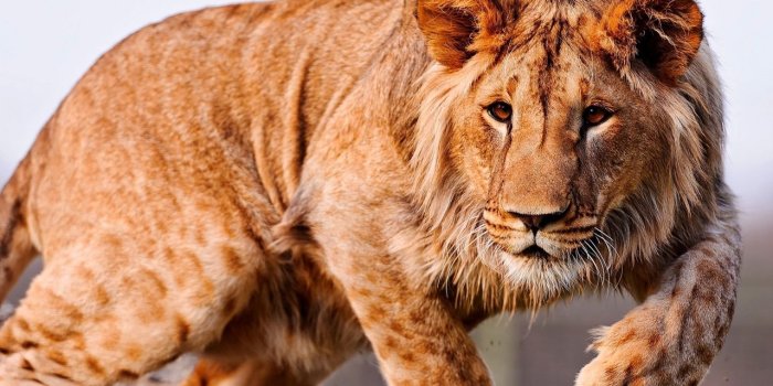 1280x1280 Lion Ultra HD Desktop Background Wallpaper for 4K UHD TV