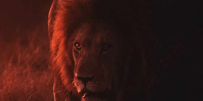 2160x3840 Download wallpaper 2160x3840 lion, big cat, predator, king of