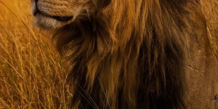 1080x1920 Big Lion Mobile Wallpaper (iPhone, Android, Samsung, Pixel, Xiaomi)