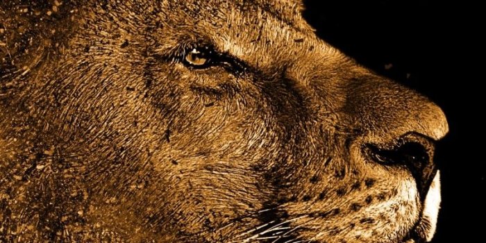 800x1280 800x1280 Lion Art 4k Nexus 7,Samsung Galaxy Tab 10,Note Android