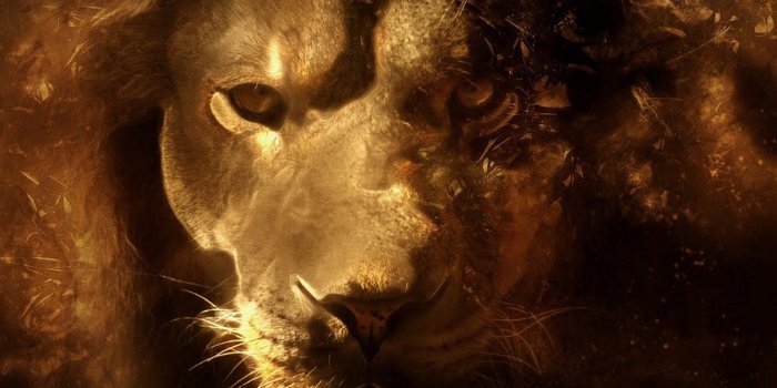 1440x1280 Free download Galaxy Lion Wallpaper Wallpapers for samsung galaxy