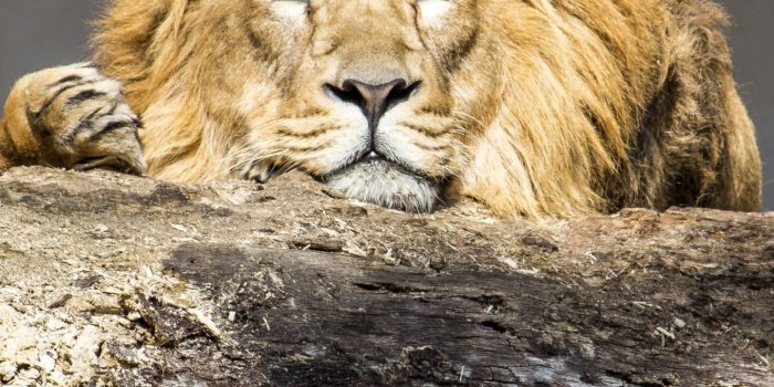 1440x2960 Download 1440x2960 wallpaper lion, relaxed, predator, animal, wild