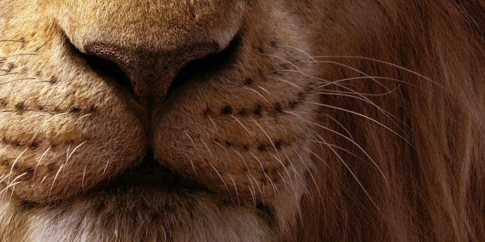 1440x3040 The Lion King 2019 Mufasa Simba 8K Wallpaper #12