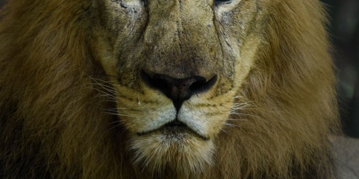 1080x1920 Download wallpaper 1080x1920 lion, predator, mane, king of beasts