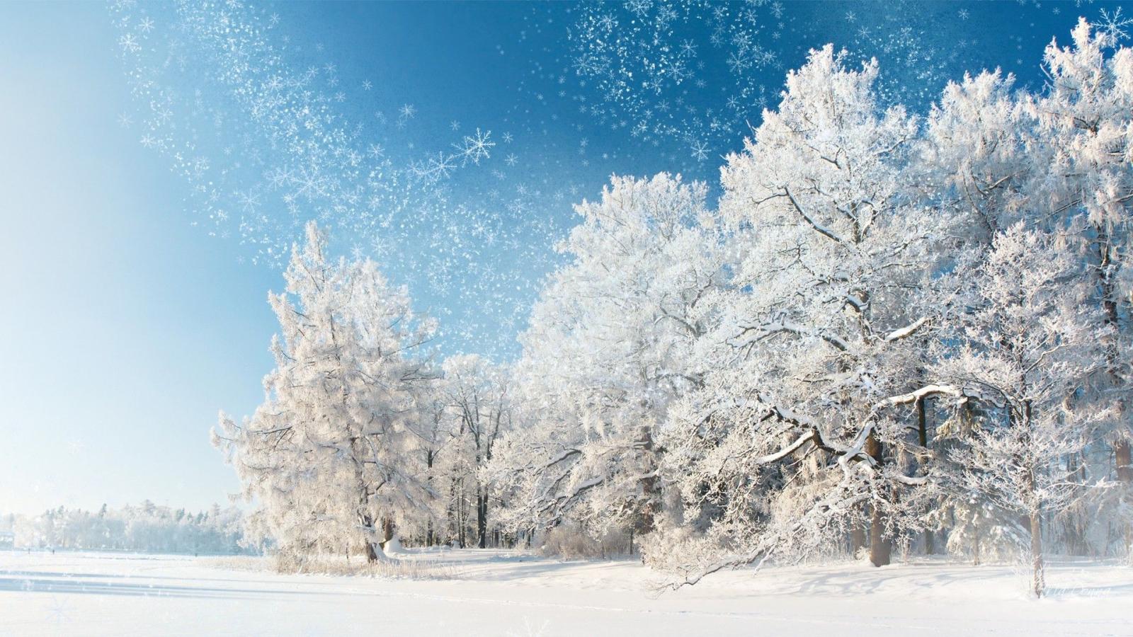 1920x1080 January Story Cold Trees Forest Snow Frost Winter Snowing