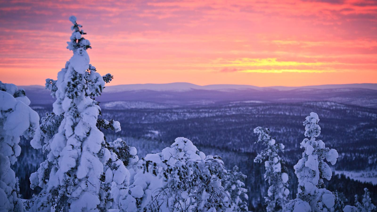 2560x1440 2560x1440 finland, snow, forest, sunset, winter, lapland, january