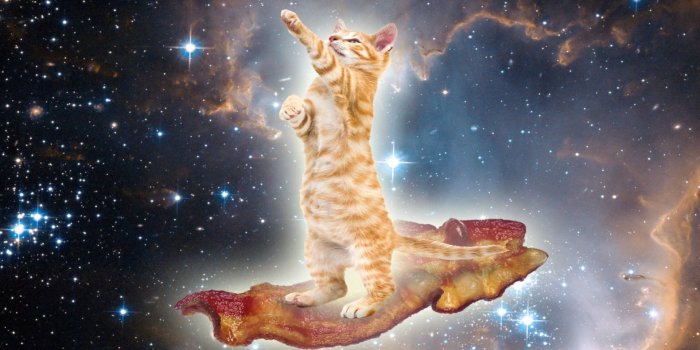 1920x1080 Cat In Space On Bacon Wallpaper