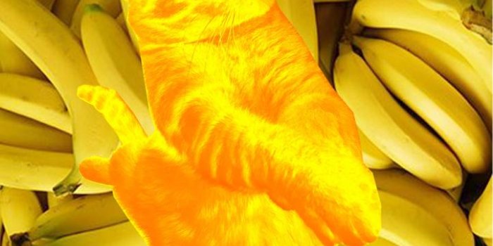 722x1280 Banana Bacon wallpaper by BaconPus - c6 - Free on ZEDGE™