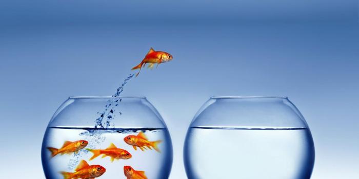 1600x1200 Free Live Moving Fish Wallpaper - Desktop Wallpaper Hd Positive