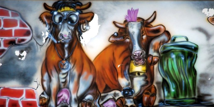 1920x1200 Cow graffiti | Graffiti wallpaper, Graffiti, Cow