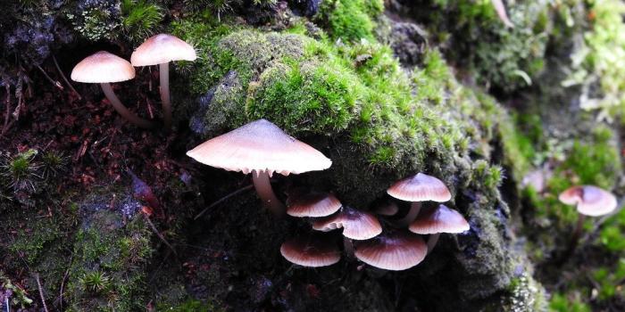 1024x768 Fairy gardens | Fungi in the Victorian bush in winter | Lesley A