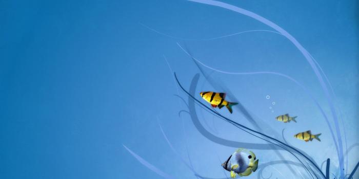 1600x1200 Free download Cute clown fish wallpaper Animal desktop background