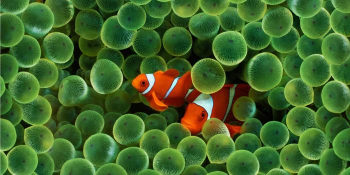 2560x1600 Clownfish Background ·① WallpaperTag