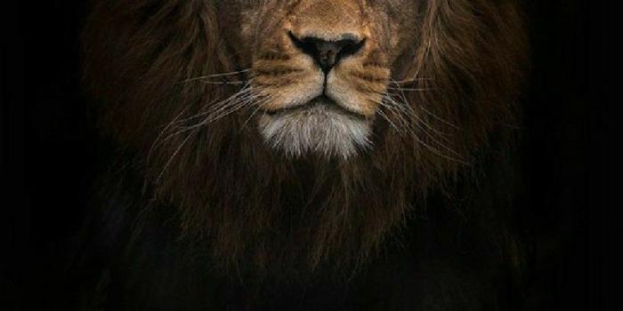 899x1596 Motivational Lion Phone Wallpapers - Top Free Motivational Lion