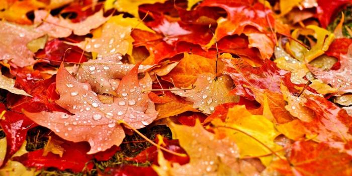 1920x1080 Fall Leaves Wallpapers - Top Free Fall Leaves Backgrounds