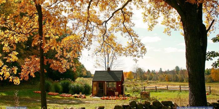 1366x768 Pumpkins with Fall Foliage | new england fall autumn desktop