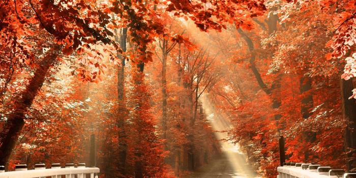 1920x1200 Fall wallpaper for desktop ·① Download free full HD wallpapers