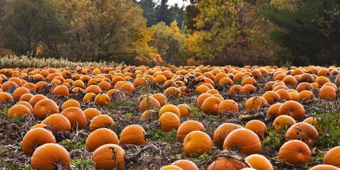 2048x1365 pumpkin-patch-desktop-wallpaper-5653-5939-hd-wallpapers - The