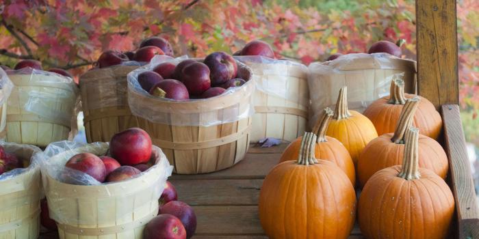 3315x2466 17986 foliage hd backgrounds (2019)